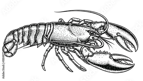 Detailed lobster marine life animal sketch