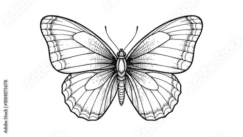 Detailed butterfly wings nature sketch illustration