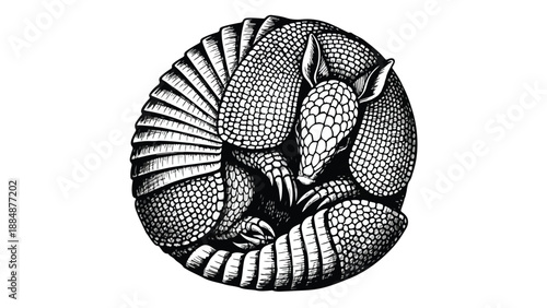 Detailed armadillo animal nature sketch illustration