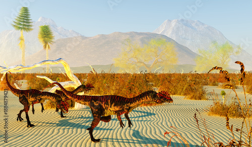 Dilophosaurus Dinosaurs in Desert - Dilophosaurus was a large carnivorous theropod dinosaur that lived in Arizona, United States during the Jurassic Period.