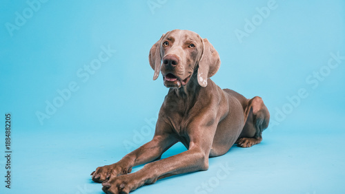 Weimaraner dog with grey coat lying down in a studio, posing calmly on a bright blue plain background © DMegias