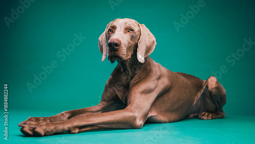Weimaraner purebred dog lying down, looking ahead in a studio setting. Pet animal expressing calm and tranquility