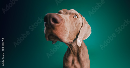 Foto Weimaraner dog posing for a portrait, showing a curious expression with its nose