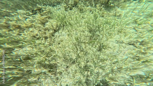 Snorkel around in the Biscayne National park investigating the sea floor with tons of plants and fish to see. Swimming, 4k, underwater
