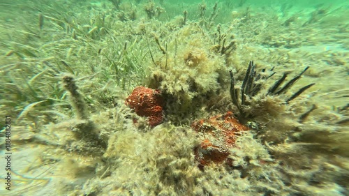 Corals and grasses growing on the ocean floor in the Florida Keys, just off of Miami in Biscayne Bay national Park. Underwater, swimming, 4k