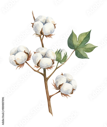 Beautiful watercolor painting of a cotton plant branch with fluffy white bolls and green leaf on white background