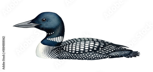 Common Loon Swimming Gracefully on Water Detailed Watercolor Illustration Isolated White Background
