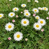 Daisy Cluster