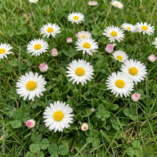 Daisy Cluster