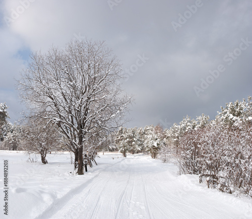 Winter weather beautiful landscape with trees covered with snow on a background of gray clouds.