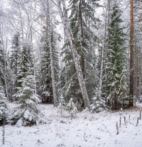 Winter landscape, snow-covered trees, grass covered with snow. Winter weather.