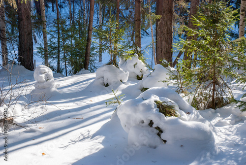 Winter landscape snow-covered forest bright rays of the evening sun illuminate the crowns and trunks of trees.