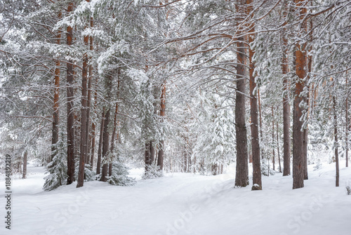 Winter landscape snowy forest at Christmas with a path between the pines, winter weather. Walks winter.