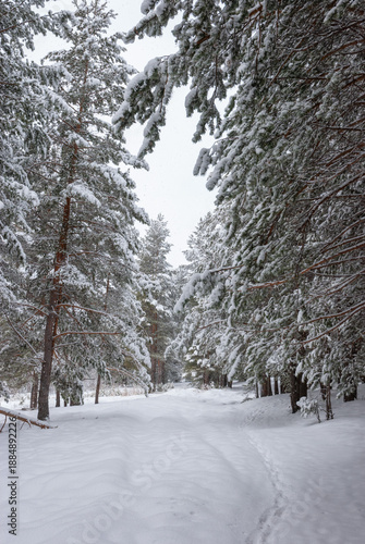 Winter landscape snowy forest at Christmas with a path between the pines, winter weather. Walks winter.