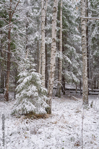 Winter landscape, snow-covered fir trees, grass covered with snow. Winter walks,