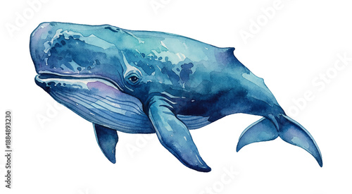 Graceful Blue Whale Swimming with Calm Expression Detailed Watercolor Painting Isolated on White Background