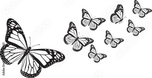 Adobe Stock Title Black silhouette collection of monarch butterflies flying in a group isolated on white background for nature conservation spring garden and delicate insect design