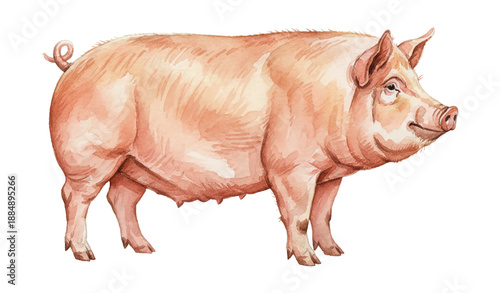 Pink pig standing still with a contented expression a charming farm animal watercolor illustration