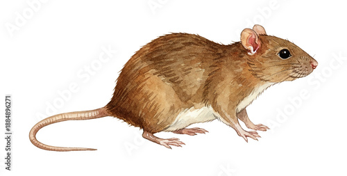 Brown Rat Standing Profile View Detailed Realistic Watercolor Illustration of a Common Rodent