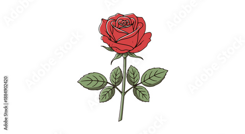 red rose isolated on white background
