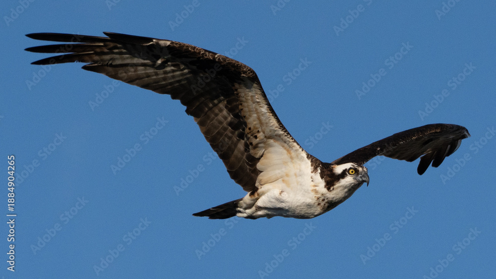 Obraz premium New Braunfels Osprey