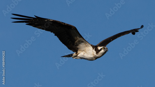 New Braunfels Osprey