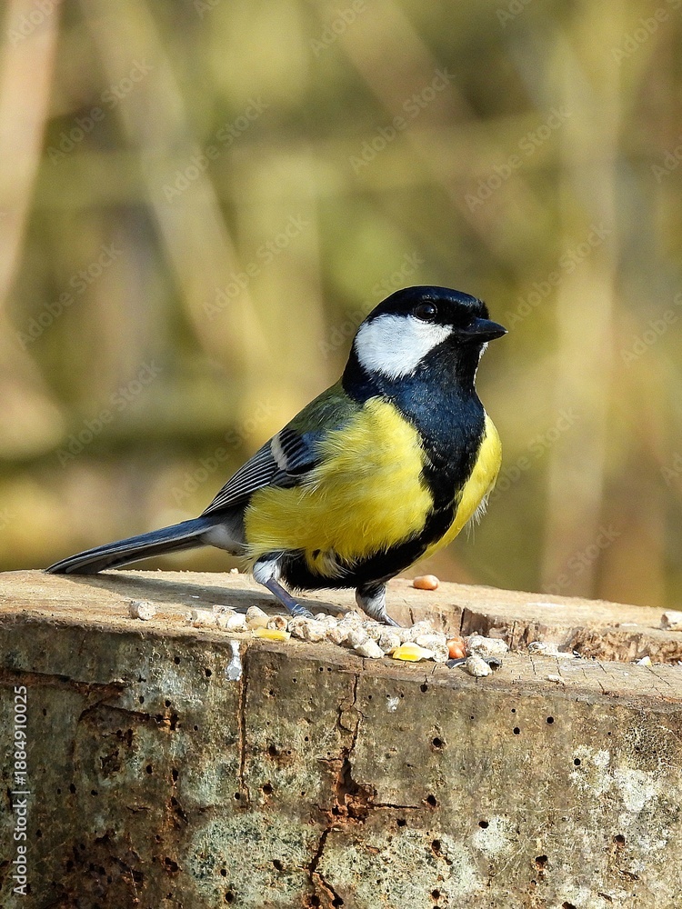 Obraz premium A Great Tit (Parus major). It is the largest species in the tit family and a common garden visitor throughout Europe. 