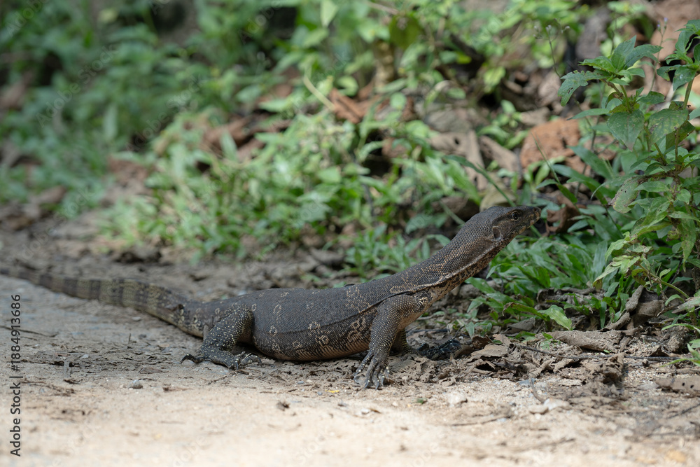 Fototapeta premium イグアナがいる景色