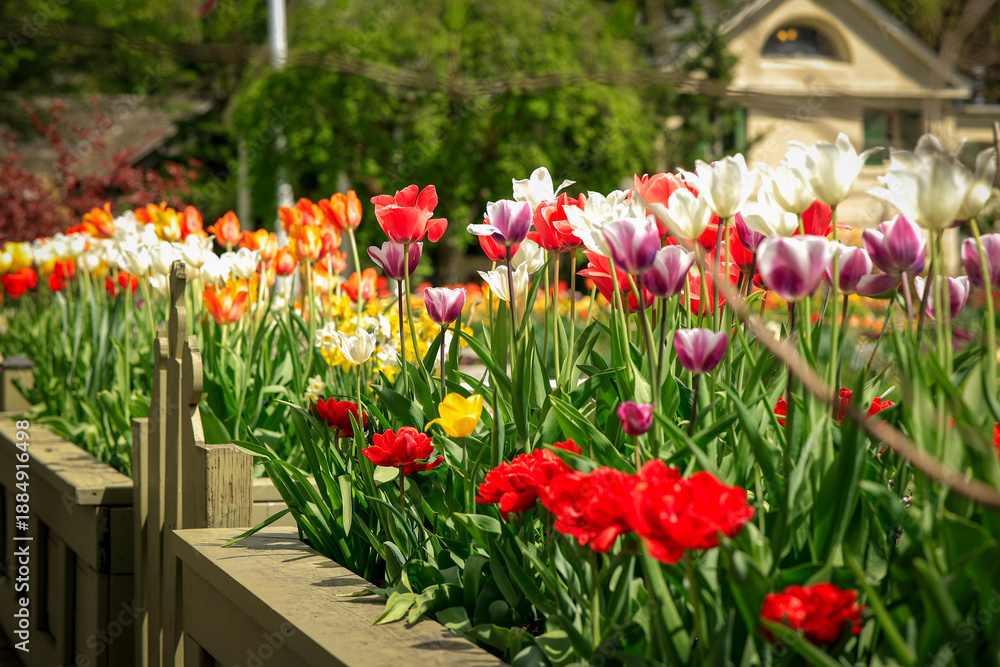 Obraz premium tulips in the garden
