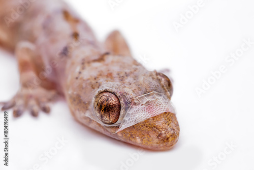 Bilde på lerret Gecko shedding its skin