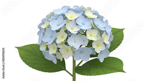 Blue and yellow hydrangea bloom with green leaves