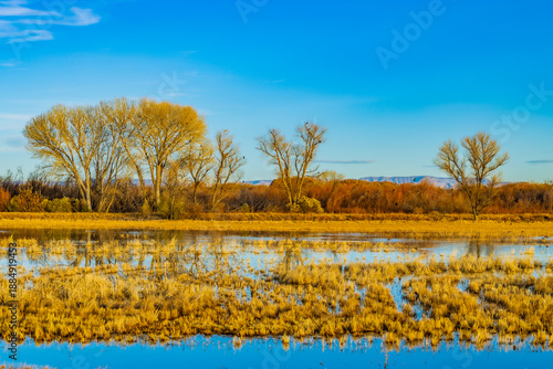Golden grasses and cottonwood trees reflect in shallow water under a bright blue sky at Bosque del Apache National Wildlife Refuge in New Mexico during autumn.