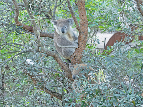Photography two koalas resting on a tree