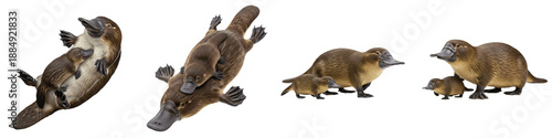 Fotografía Collection of Duck-Billed Platypus and Baby Puggle Bundle, Rare Monotreme Family