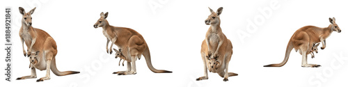 Fotografie Collection of Realistic Kangaroo with Cute Baby Joey in Pouch, Mother and Child