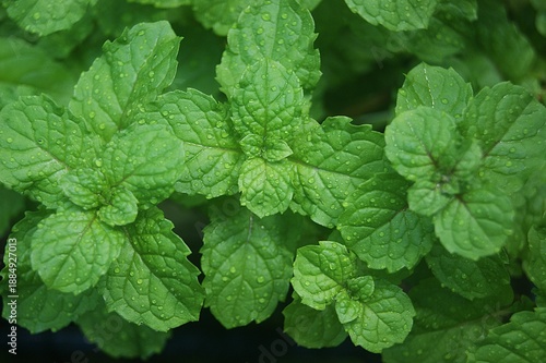 Feuilles de menthe