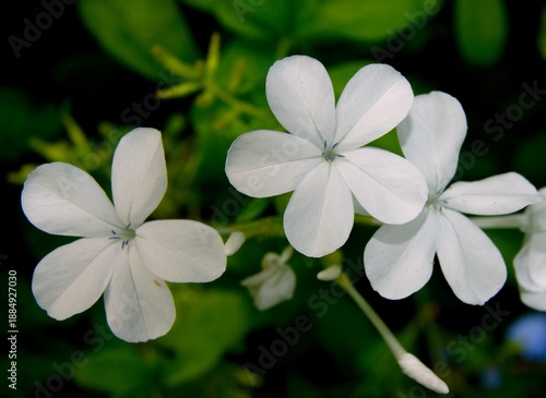 Bilde på lerret Fond d'écran - plumbago blanc