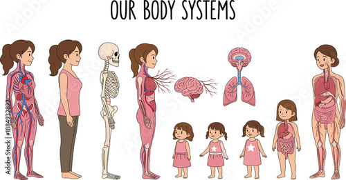 Human Body Systems Educational Illustration Showing Female Anatomy Growth Stages Organs Skeleton And Internal Systems For Kids Learning