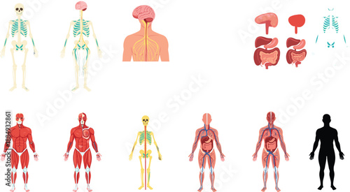 Human Body Anatomy Systems Illustration Set Showing Muscular Skeletal Nervous Digestive and Circulatory Diagrams Educational Vector