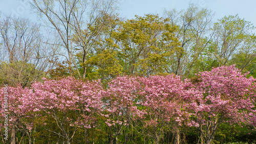 Wallpaper Mural 満開になった公園の桜並木 Torontodigital.ca