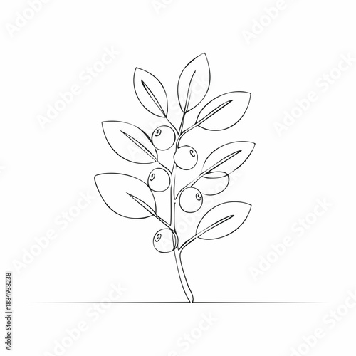 Branch with berries and leaves outline