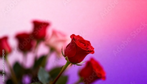 Red Roses Bouquet on Soft Pink Purple Gradient Background, Romantic Valentine’s Day Floral Love Concept with Copy Space, Elegant Holiday Background for Marketing Design.