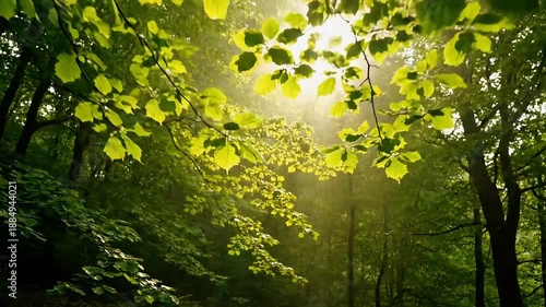 Sunlight filters through lush green leaves in a dense forest, creating a serene and tranquil natural scene.