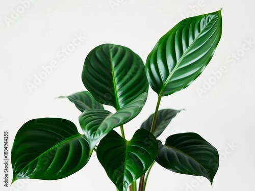Rich, glossy philodendron leaves with a deep emerald tone and elegant, elongated shapes, perfect for adding a touch of sophisticated greenery,  fresh,  close-up