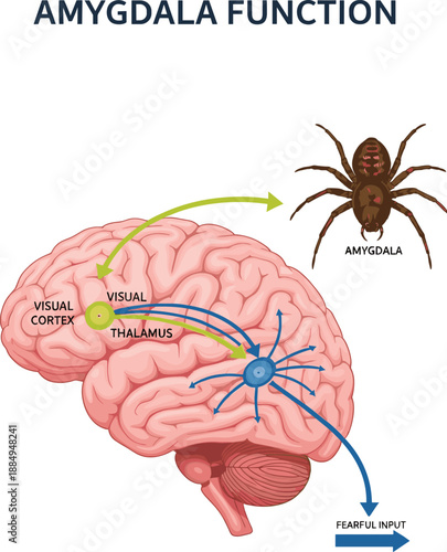 Amygdala Function Diagram Showing Brain Anatomy, Fear Response Pathway, Visual Cortex and Thalamus Interaction Educational Neuroscience Illustration