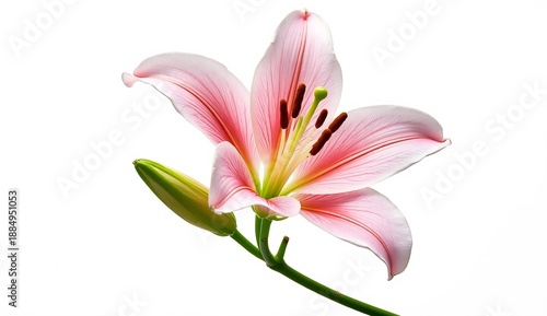 Delicate pink lily with a closed bud, showcasing vibrant petals and stamen against a clean white background