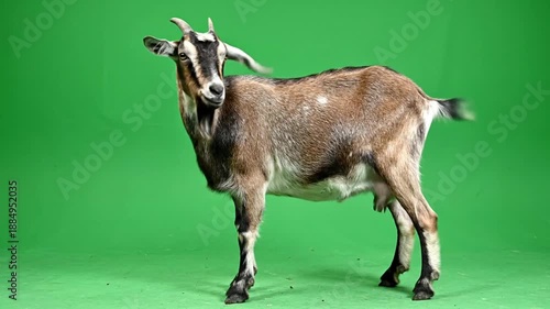 Sequence of a young goat captured on a green screen with various poses and angles in a video collection for creative projects