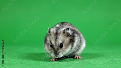 High-Speed Collection of Adorable Hamsters on Green Screen Showing Different Poses