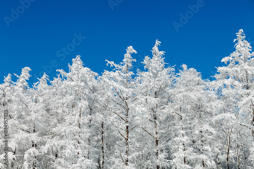 snowy winter trees on bright blue sky background