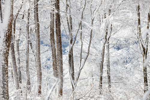 snowy winter trees on bright blue sky background